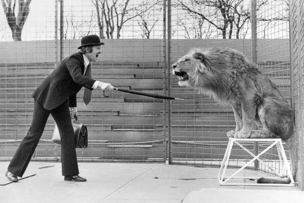 Financial Accountant or Lion Tamer?